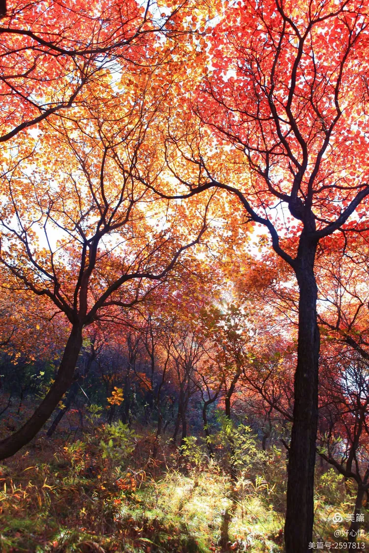 深秋红叶红,景色惹人醉